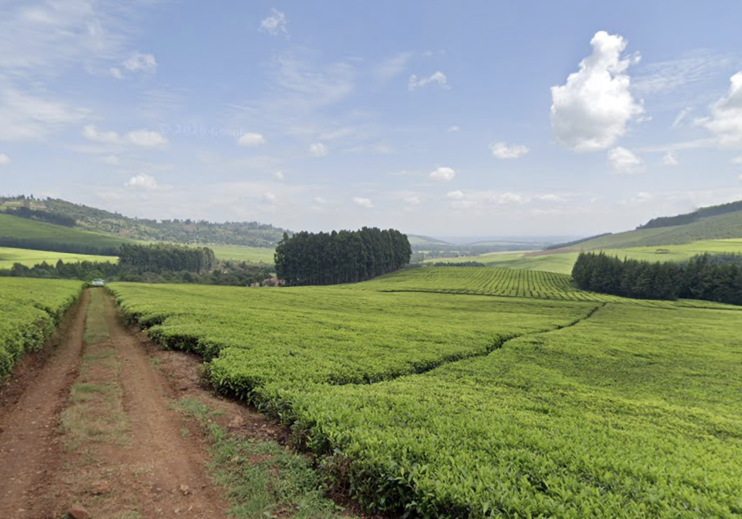 Open-field tea monoculture under full sun (Kenya highlands)