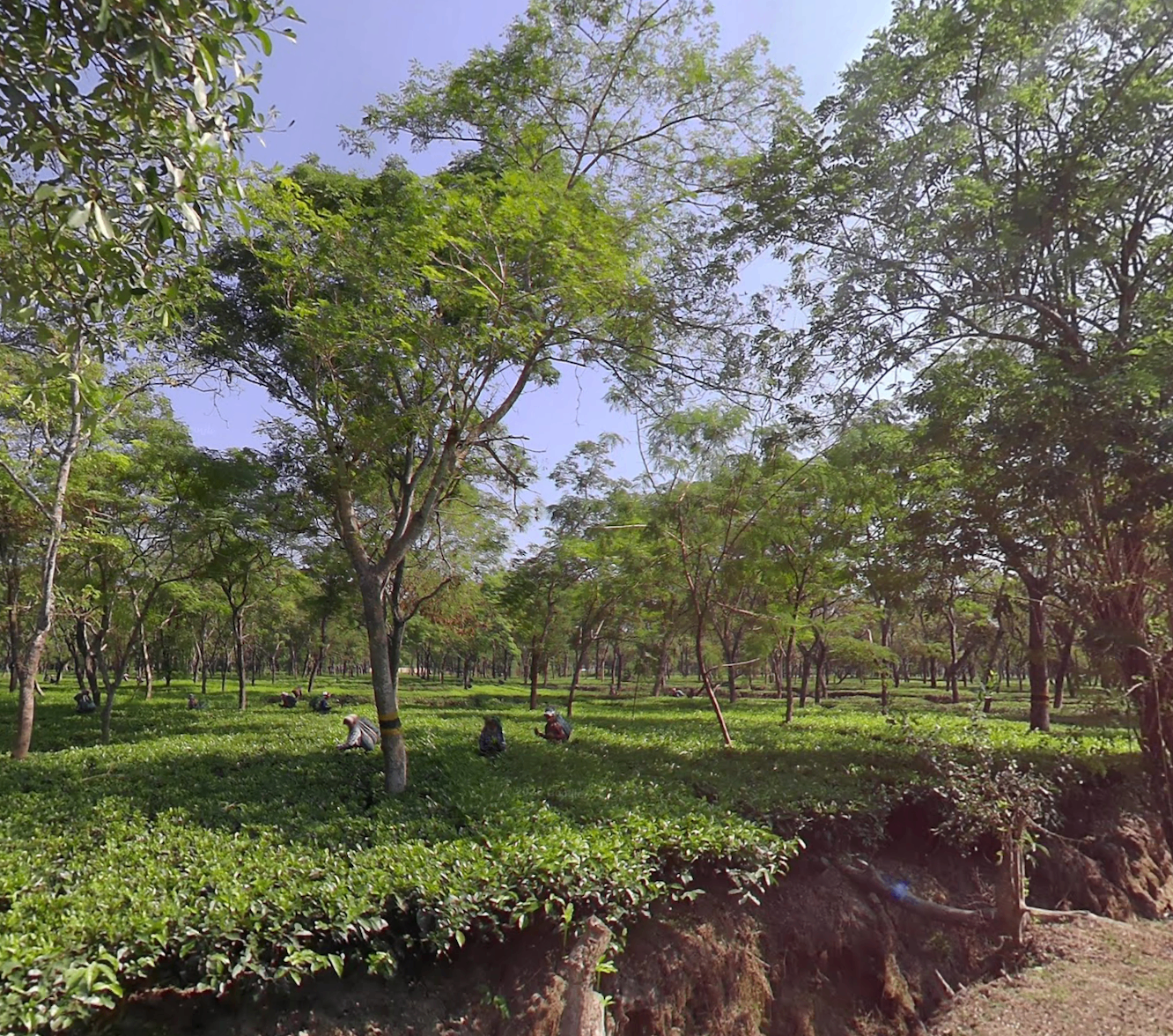 Tea growing under a canopy of shade trees (agroforestry, Assam)