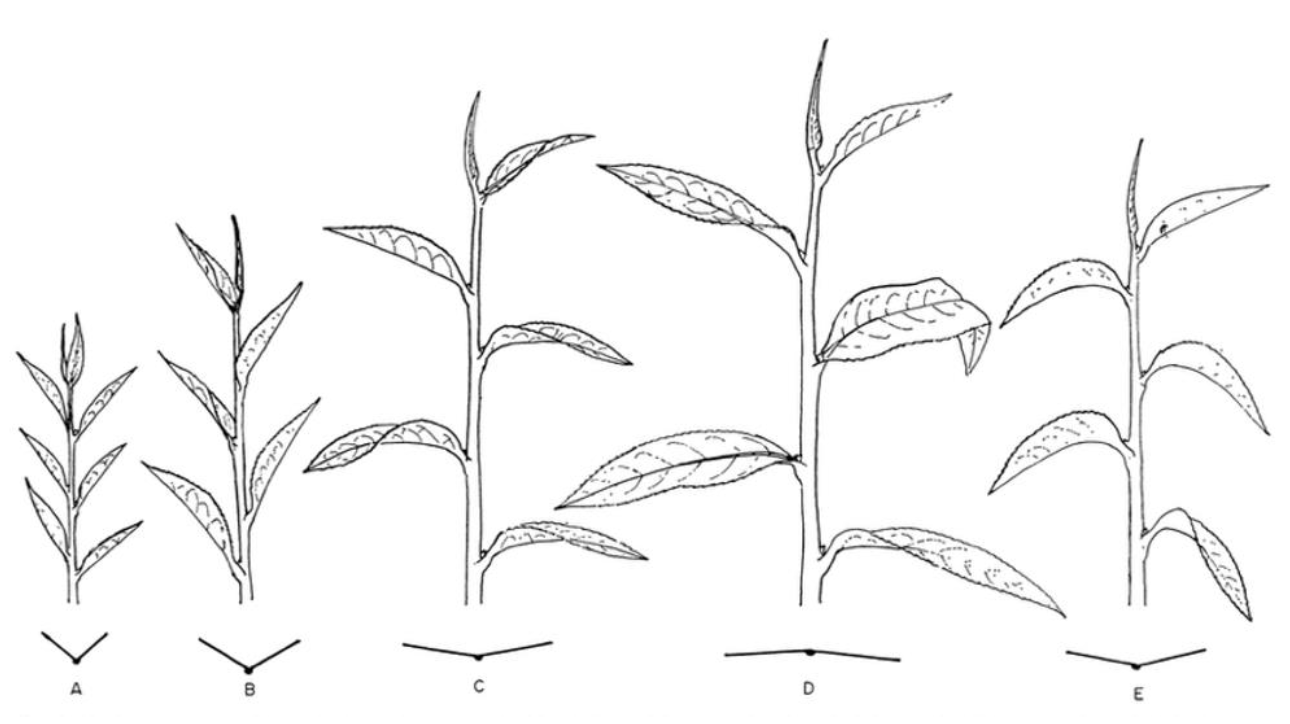 Botanical plate: A — Camellia sinensis sinensis, D — Camellia sinensis assamica, B/C/E — hybrids of the two