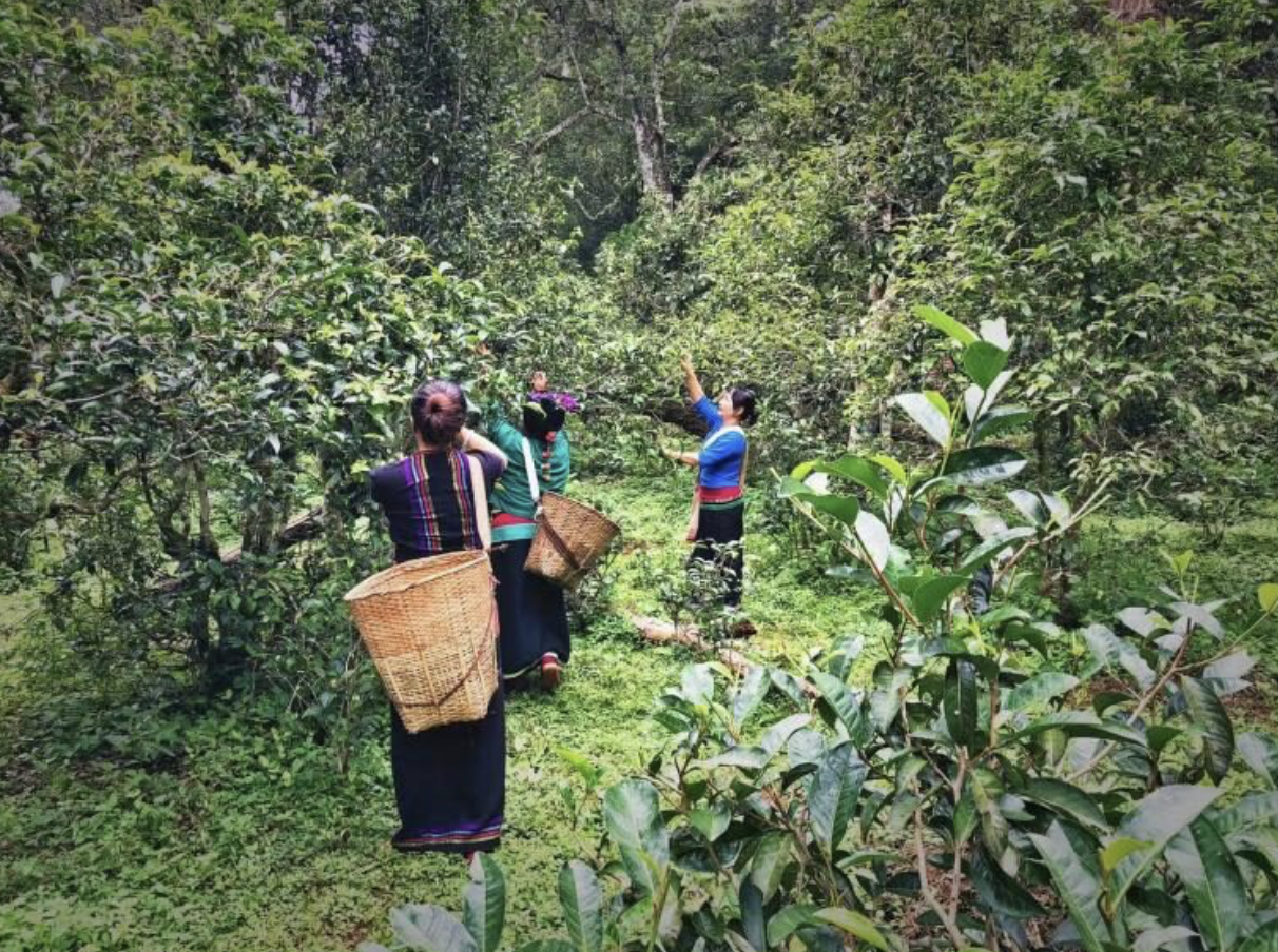 Indigenous tea forest: harvesters with woven baskets among ancient tea trees in a wild forest